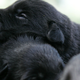 Not Kunxun, but a pile of police puppies in training because d’aww.